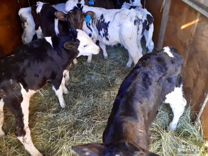 Телята бычки телочки все здоровые