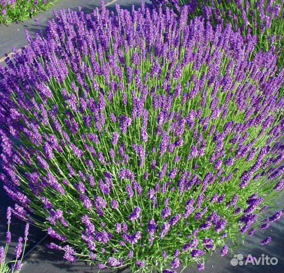 Саженцы лаванды