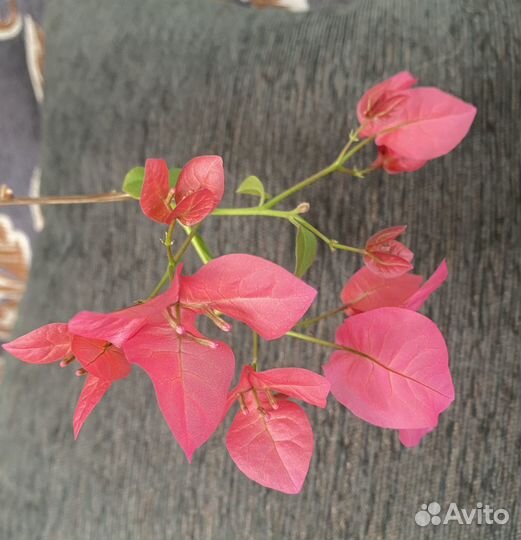 Бугенвиллеи