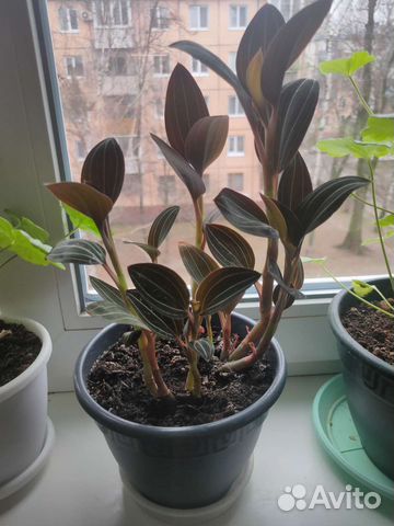 Орхидея Лудизия