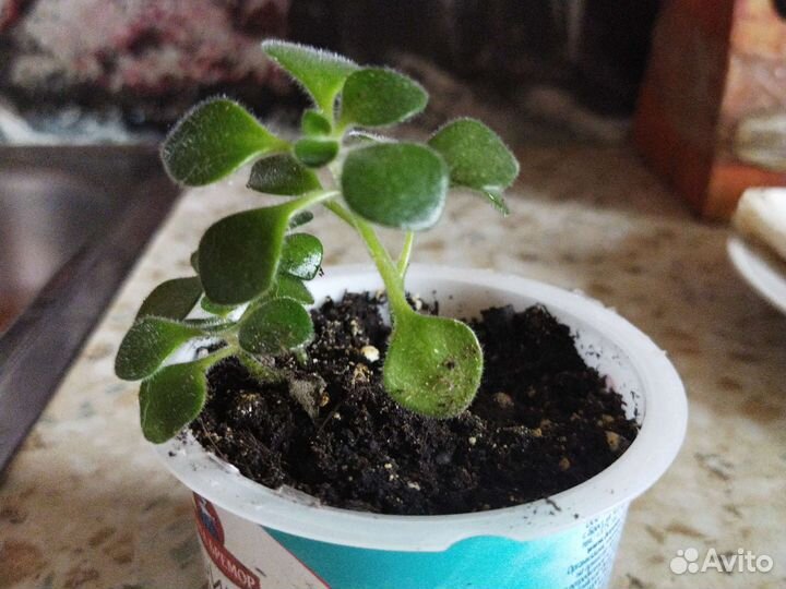 Аихризон. Комнатные растения. Семейное дерево