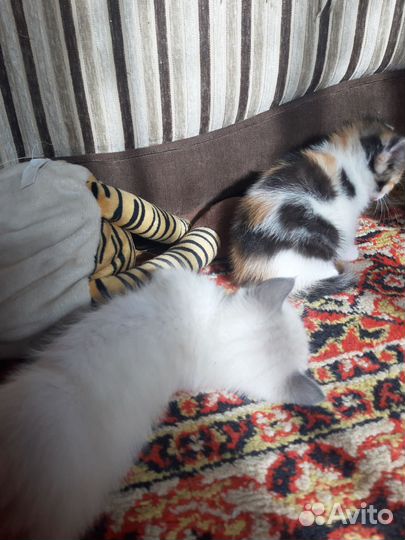Кошки в добрые руки бесплатно