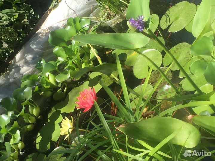 Нимфея водяная лилия гиацинт