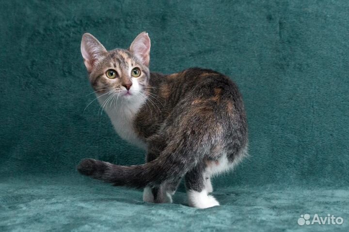 Озорная Веснушка в поисках семьи, котёнок