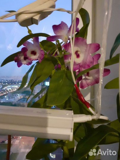 Дендробиум нобиле