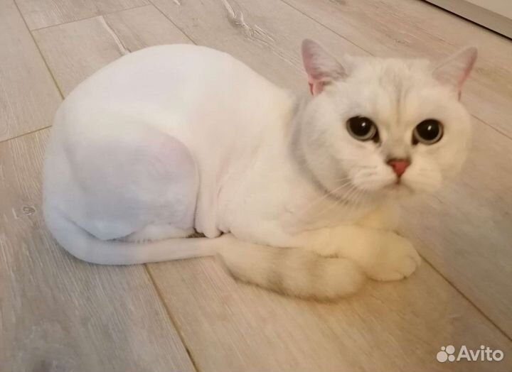 Грумер стрижка собак