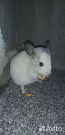 Шиншилла