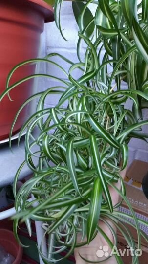 Хлорофитум кудрявый-Бонни