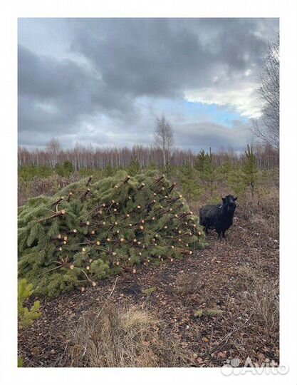 Сосна, ель, пихта, лапник