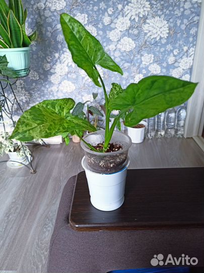 Домашние цветы