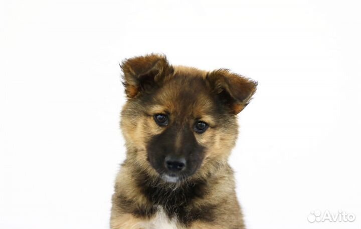 Упитанный щенок