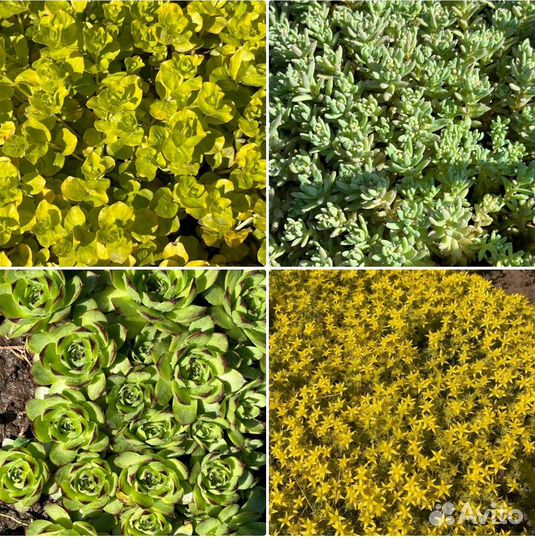 Почвопокровные набор 4 шт