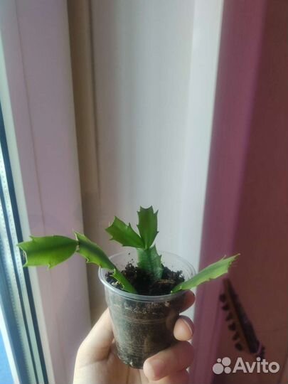 Декабрист шлюмбергера розовый