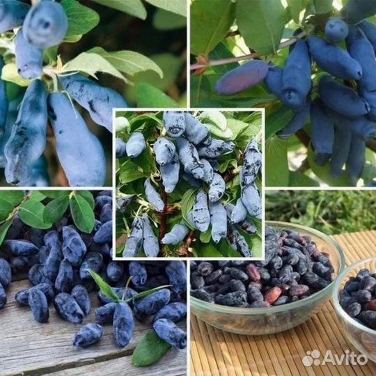 Жимолость/Каприфоль/Голубика