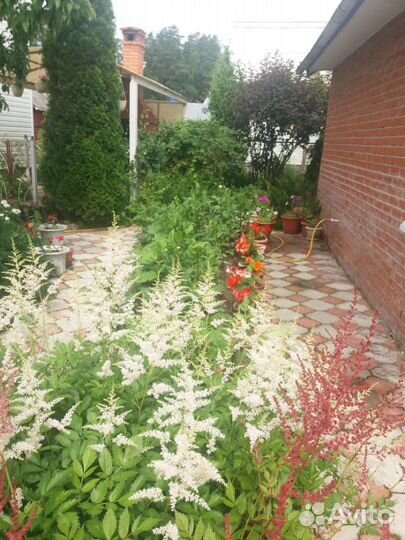 Астильба розовая и белая