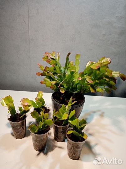 Декабрист шлюмбергера