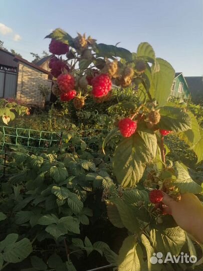 Ремонтантная малина