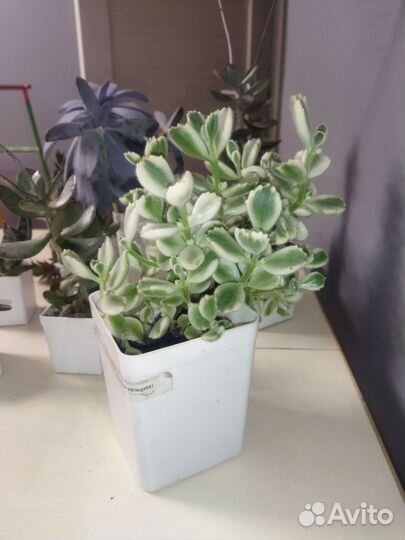 Суккуленты Адромискус Анакампсерос Граптопеталум