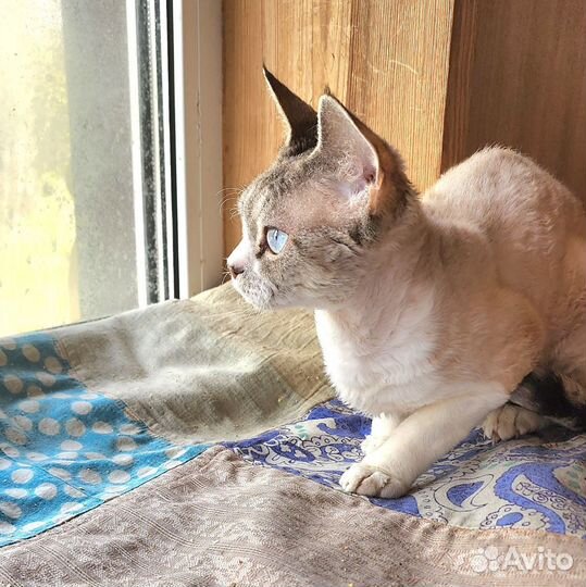 Девон-рекс, кот, 1год