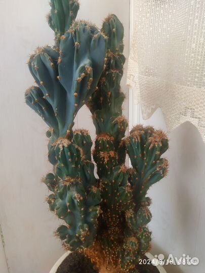 Кактусы и суккуленты