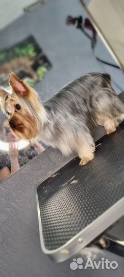 Вязка Йоркширский терьер мини беби фейс