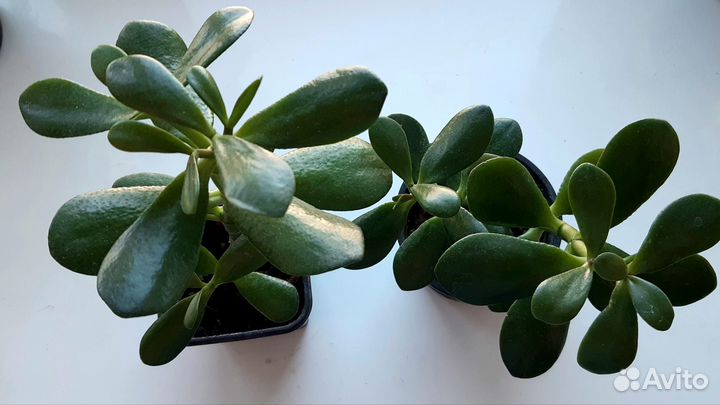 Живые цветы, комнатные растения подарок на 8 марта