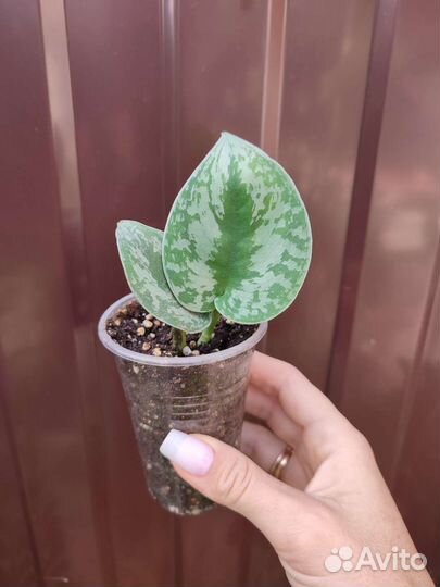 Комнатные цветы 6