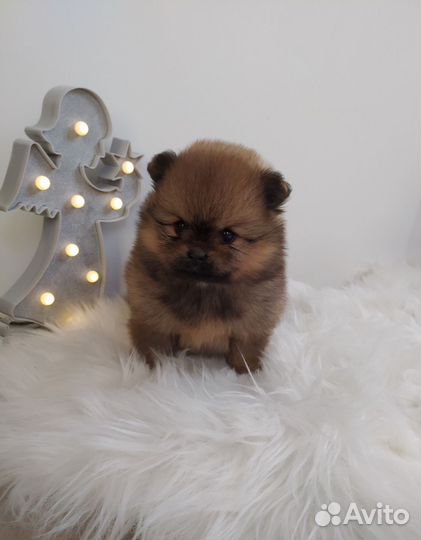 Щенки шпица