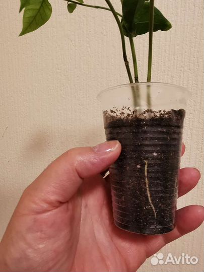 Жасмин комнатный, укорененные черенки