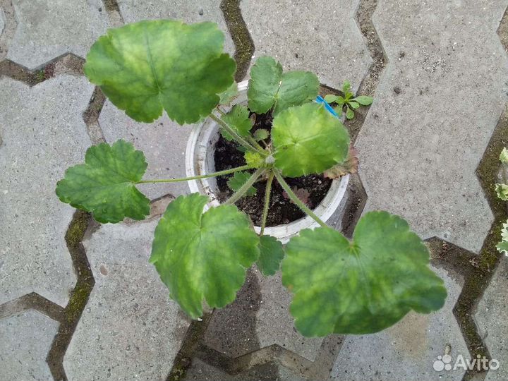 Многолетние цветы