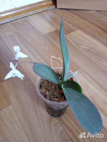 Орхидея фаленопсис мини, белая