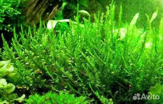 Аквариумные растения