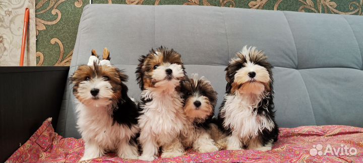 Щенки биверы