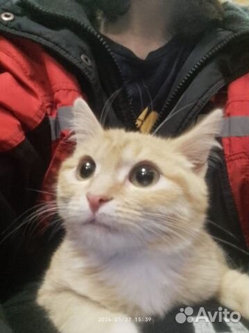 Рыжий котенок в добрые руки бесплатно объявление продам