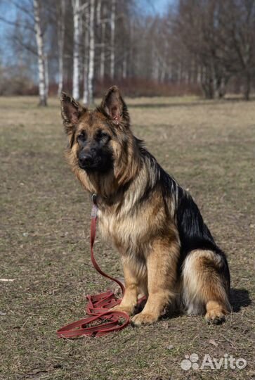 Супер Щенки немецкой овчарки длинношерстной