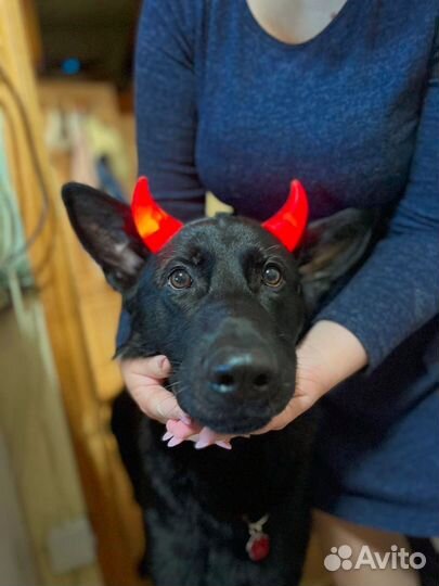 Немецкая овчарка вязка