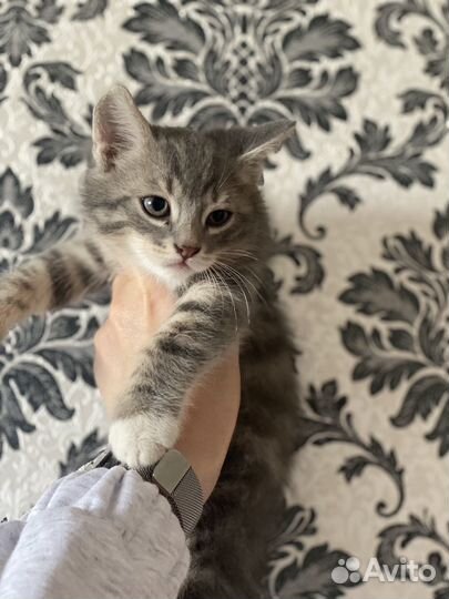 Сибирские котята