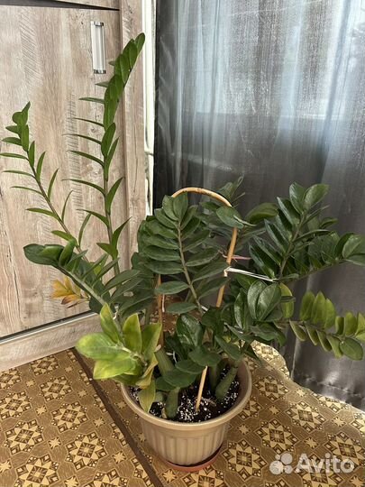 Замиокулькас