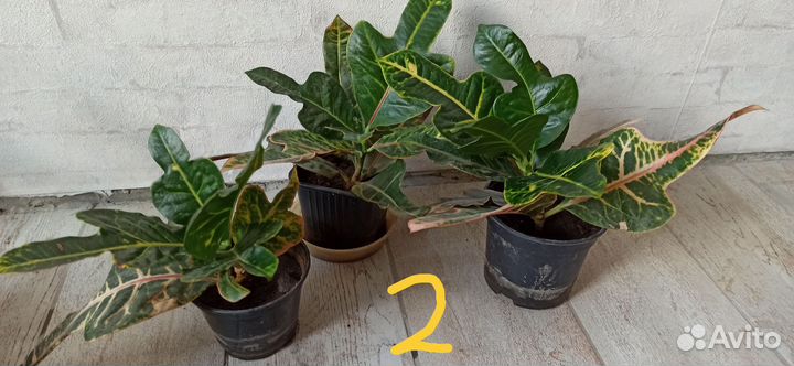 Кротон большой и маленький
