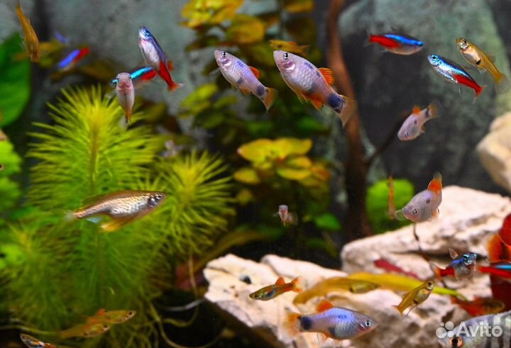 Аквариумные рыбки отдам бесплатно