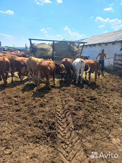 Быки на племя или на мясо