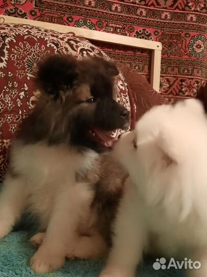 Щенок самоеда