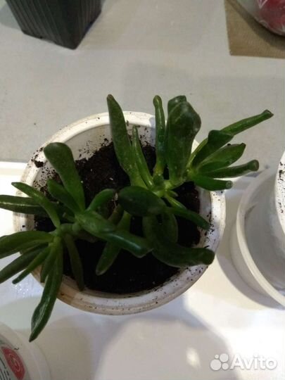 Крассула Хоббит