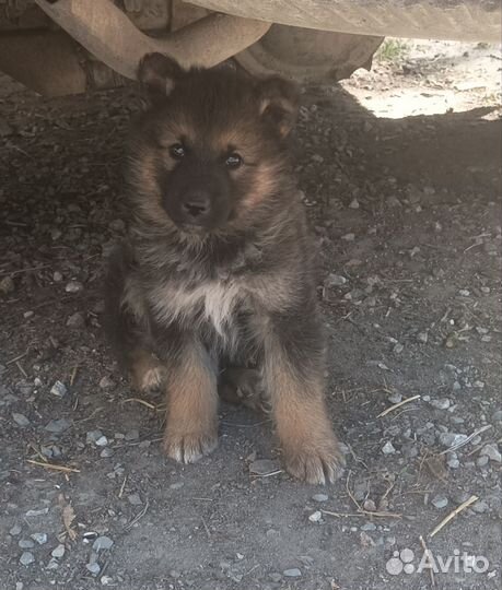 Продам щенков