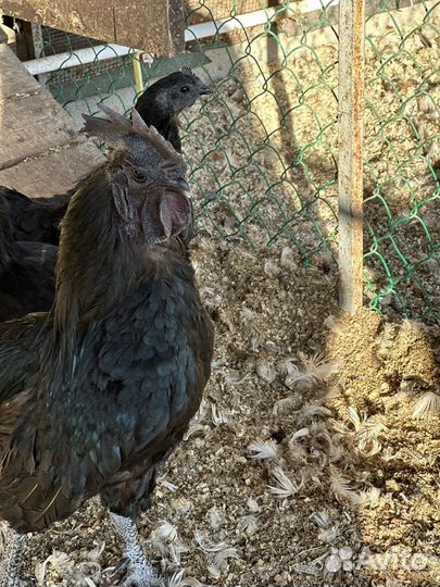 Инкубационное яйцо Уйхеилюй