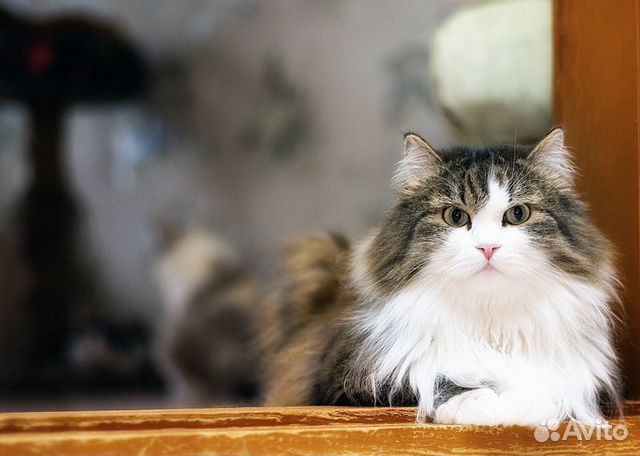 Кот пух. Кот пухен. Котик пух. Животные Барнаула