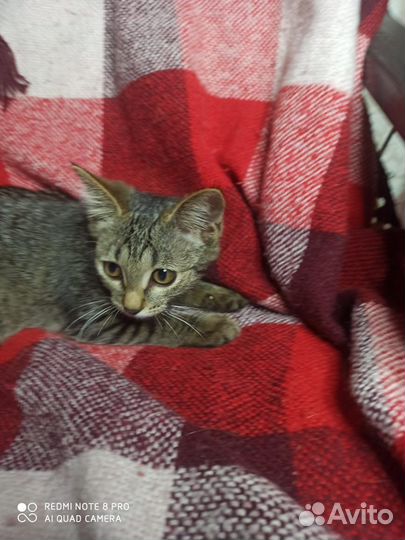 Котята бесплатно