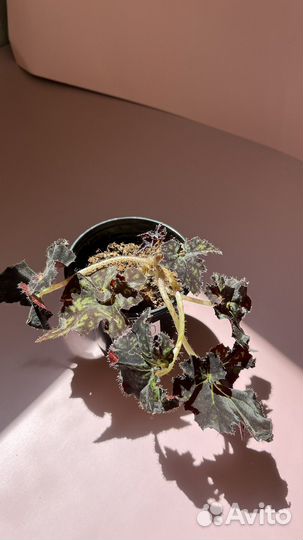 Бегонии сортовые, коллекционные, взрослые