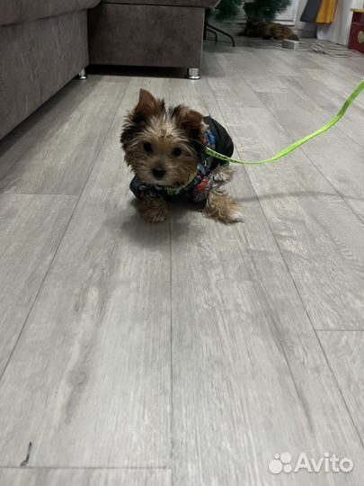 Йоркширский терьер