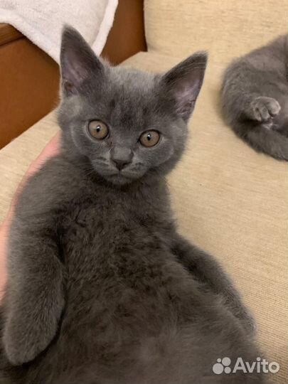 Британская